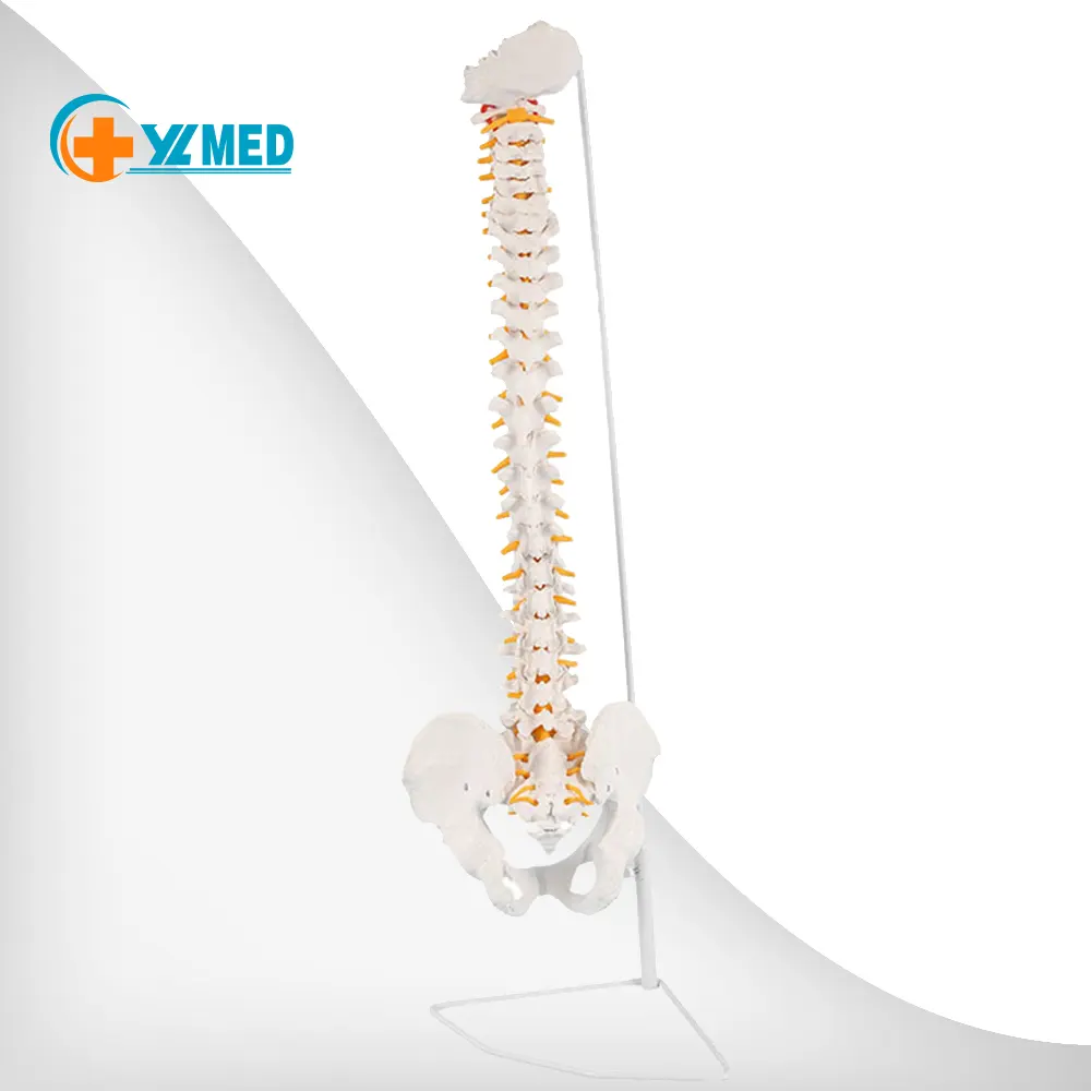 Usine médicale verticale en plastique flexible 85cm avec bassin, sacrum, occiput ressources pédagogiques colonne vertébrale modèle de squelette humain