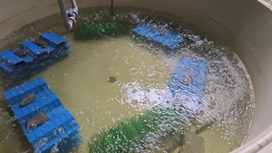 Casas de Plástico para Camarones, Color Negro y Azul, Diámetro Grande de 12 cm, con Orificios en Forma de Abeja, Accesorios para Acuicultura y Cría de Camarones - Product Image 6