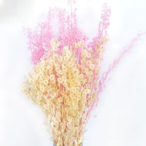 C275 الفوانيس الصينية بيرليسسينت اللون شل زهور مجففة الطبيعية الحفاظ على لوناريا أنوا البذور لديكور الزفاف