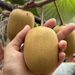 เกสรพันธุ์ผู้ของกีวี |   ตัวเลือกอันดับต้นๆ สำหรับการผสมเกสรเทียม |   รับประกันผลตอบแทนและรายได้ - Product Image 5