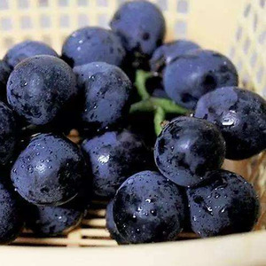 <span class=keywords><strong>Black</strong></span> <span class=keywords><strong>Currant</strong></span> beku untuk ekspor, SGS diuji, kemasan kustom 500g/5kg (MOQ 300 karton) - Product Image 5