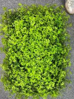 Tapis muraux en plantes artificielles réalistes pour la décoration de mariages et de toiles de fond