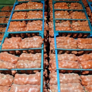 Bán Buôn Trung Quốc Màu Vàng Tím Đỏ Hành Tây Sơn Đông Vòng Từ Trung Quốc Hành Tây Giá Trong Số Lượng Lớn - Product Image 5