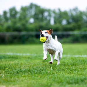 Juguete Interactivo y de Movimiento para Perros al por Mayor, <span class=keywords><strong>Pelota</strong></span> Resistente a Mordeduras de TPR Hueca y Duradera para Ejercicio en Interiores y Exteriores - Product Image 6