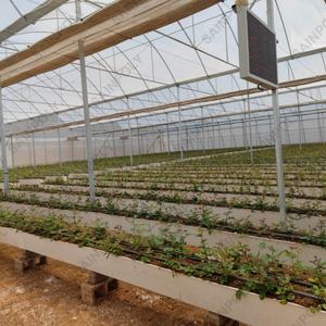 مصنع مخصص فيلم الدفيئة إطار معدني فيلم الدفيئة لزراعة الطماطم الدفيئة - Product Image 5
