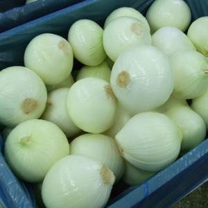 Taze vakum soyulmuş soğan toptan çin'den en iyi fiyat ile soyulmuş profesyonel fabrika tedarikçisi - Product Image 4