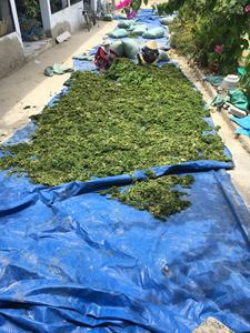 Poudre d'Ulva Lactuca / Algues vertes séchées à prix avantageux en provenance du Vietnam // Mme Lima - Product Image 3