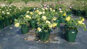 P135 vaso di plastica spessa all'ingrosso a basso prezzo vaso quadrato di plastica nera piantina piantina di fiori vasi e fioriere - Product Image 5