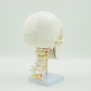 Modèle de crâne naturel grandeur nature 1:1 pour l'enseignement de l'anatomie médicale, crâne adulte avec colonne vertébrale. - Product Image 3