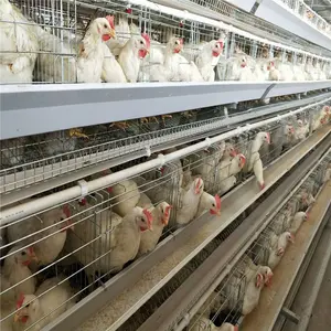 Equipo de automatización para gallinas ponedoras y pollos TBB a la venta