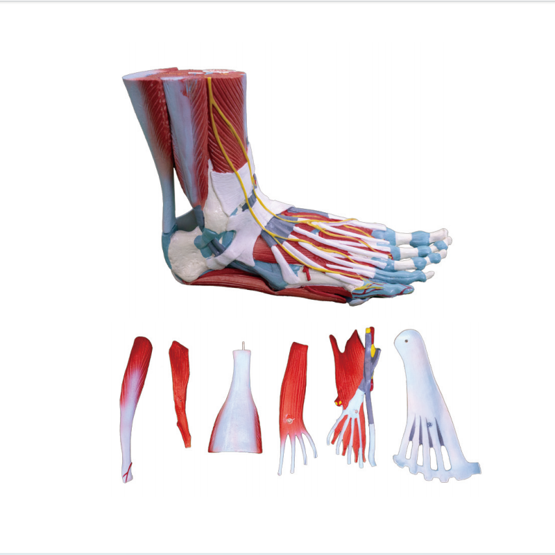 Detachable Foot Muscle Structure Anatomical Model for Medical Education