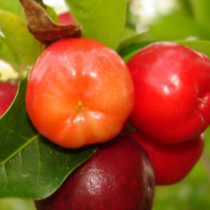 GMP Certified Natural Wild Crepe Myrtle <strong>Acerola</strong> <strong>Cherry</strong> Extract Food Grade High Quality Vitamin C Powder Water Halal Certified - Product Image 5