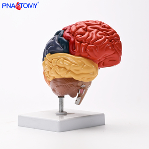 Life-Size <strong>Right</strong> Half-<strong>Brain</strong> Anatomical Model Color-Differentiated <strong>Functional</strong> Zones for Medical Science - Product Image 4