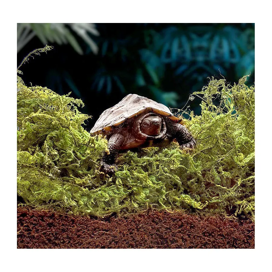 Venda por atacado do oem líquem natural seca esfera do musgo verde para a esteira repteis de cultivação suculentas de flores em vasos