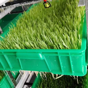 Bac de germination automatique professionnel pour usage industriel, machine à germer les <span class=keywords><strong>graines</strong></span>, fabricant de pousses, soja, haricot mungo, orge, machine de germination hydroponique - Product Image 4