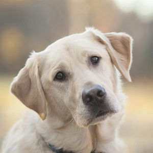 Extrudeuse à double vis certifiée CE Extrudeuse à double vis Ligne de production automatique d'aliments pour chiens de compagnie Nouvelle machine de fabrication d'aliments pour chiens - Product Image 1