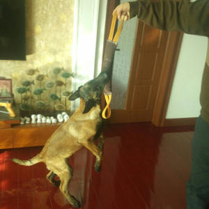 Mainan Tarik Tali Anjing, Bantal Gigit Latihan Anjing, Mainan Gigit Kulit, Latihan Interaktif, Mainan Kunyah Interaktif untuk Anjing - Product Image 5