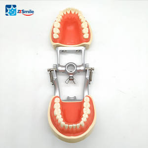 M8012 <span class=keywords><strong>Dental</strong></span> Standaard Tanden Model Met 32Pcs Permanente Vervangbare Tanden - Product Image 4