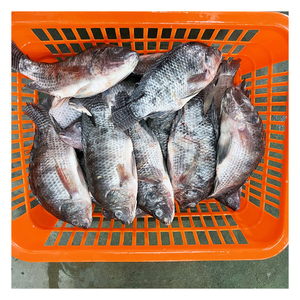 จำหน่ายปลานิลแช่แข็ง IQF คุณภาพดี ขนาด 200-300 กรัม 300-500 กรัม 500-800 กรัม 800 กรัมขึ้นไป ปลานิลดำแช่แข็ง - Product Image 4