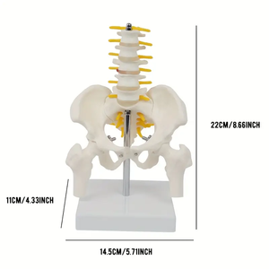 Columna Vertebral <span class=keywords><strong>de</strong></span> escritorio, Pelvis <span class=keywords><strong>de</strong></span> columna vertebral Flexible con cinco vértebras lumbares, ortopedia, columna vertebral, modelo <span class=keywords><strong>de</strong></span> columna vertebral, anatomía del esqueleto - Product Image 6