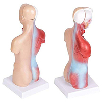 Anatomía médica de 42CM, modelo de anatomía del Torso humano femenino, 15 piezas para enseñanza médica