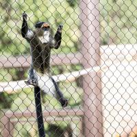 Edelstahl 304/316 Zoo-Kabelnetz für Tiergehege / Affengehege-Netz, Maßgefertigte Produktion
