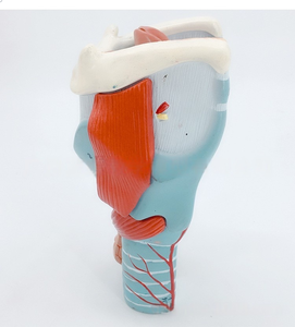 2x Modèle d'anatomie en PVC Larynx élargi avec vaisseaux sanguins Thyroï<span class=keywords><strong>de</strong></span> Adam's Apple pour étudiants en médecine Outil <span class=keywords><strong>de</strong></span> soins infirmiers pour l'enseignement - Product Image 4