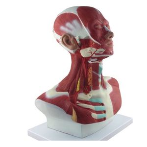 نموذج تشريحي لتشريح الوجه و الرقبة, نموذج تشريحي لتشريح الوجه و الرقبة و تحليل الشريان السباتي الخارجي من المصنع. - Product Image 2