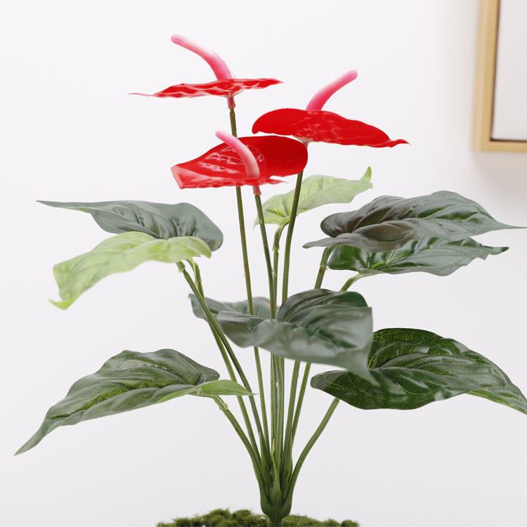 Trois petits anthuriums rouges [rouge]