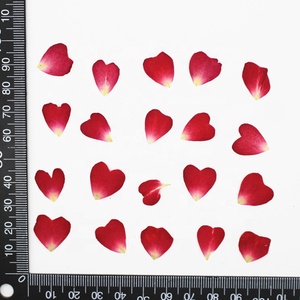 20pcs/bag Real <strong>Dried</strong> Pressed Flower China Rose <strong>Petal</strong> for Nail Art DIY Craft - Product Image 5