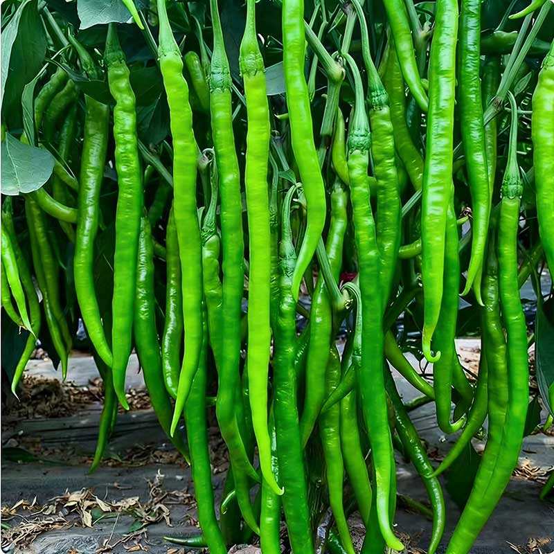 6# พริกเส้นยาว