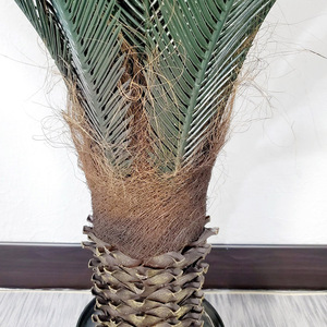 <span class=keywords><strong>Palma</strong></span> Cycas Artificiale Premium per Decorazione Interna ed Esterna, Simulazione Realistica per Hotel e Ambienti Interni ed Esterni - Product Image 4