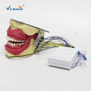 Modelo <span class=keywords><strong>de</strong></span> Entrenamiento para Extracción Dental con Anestesia, Maniquí Anatómico Dental con Buzzer para Escuelas <span class=keywords><strong>de</strong></span> Ciencias Médicas y Hospitales, Material PVC - Product Image 2