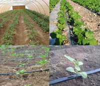 Ligne de production de ruban d'irrigation goutte à goutte de type agricole Machine à ruban d'irrigation goutte à goutte fabriquée en PE Entreprise Expert agricole