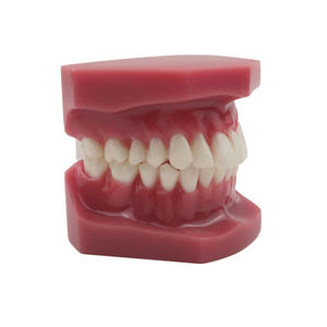 Modèle dentaire orthodontique en résine plastique pour l'enseignement, l'étude et la formation en dentisterie, modèle de mâchoire - Product Image 4