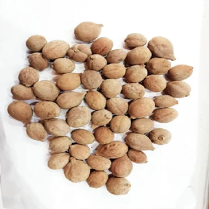 เทอร์มินาเลียเบลลิกาแห้ง100% ส่วนผสมจากธรรมชาติเบเชดาดา - Product Image 3