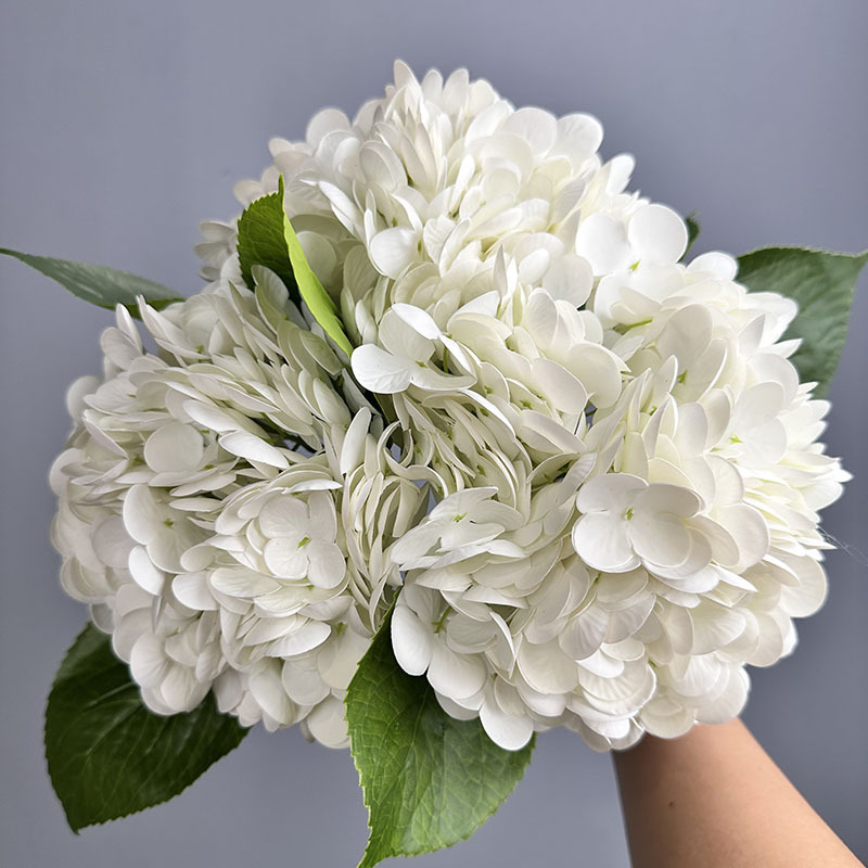 196 hortensias grandes de un blanco intenso.