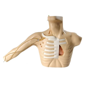 Simulador médico do treinamento para a educação Punção periférica Modelo venoso central do cateterismo da punção - Product Image 2