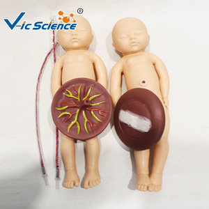 Modèle de formation avancée et complet en accouchement ; Modèle de formation et d'enseignement des compétences cliniques en obstétrique et gynécologie - Product Image 3