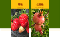 Thé du printemps chinois, saveur fraise rouge, pommade