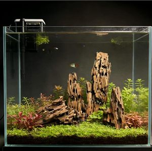 Rami Assortiti per Acquario, Decorazioni per Terrari, Accessori per Acquari con Gamberetti e Granchi Eremiti - Product Image 1