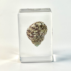 Đại Dương Động Vật Trong Nhựa Mẫu Sea Snail Bộ Sưu Tập Paperweights Bất Conch Bảo Quản Trong Nhựa Thủ Công Mỹ Nghệ Cho Trang Trí Nội Thất - Product Image 4