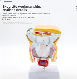 หุ่นจำลอง PVC กายวิภาคของระบบสืบ<span class=keywords><strong>พ</strong></span>ันธุ์เ<span class=keywords><strong>พ</strong></span>ศหญิงสำหรับการ<span class=keywords><strong>ว</strong></span>างแผนครอบครั<span class=keywords><strong>ว</strong></span>ภายในและภายนอกมดลูกและระบบทางเดินปัสสา<span class=keywords><strong>ว</strong></span>ะ - Product Image 4