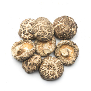Champignon <span class=keywords><strong>Shiitake</strong></span> séché au meilleur prix 1kg