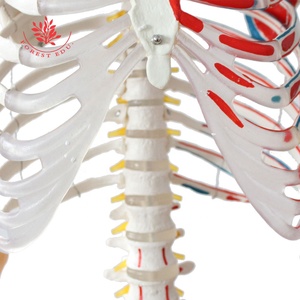 Modelo de esqueleto humano de tamaño real, suministros educativos de 176cm con medio músculo y medio ligamento, dibujado a mano preciso - Product Image 6