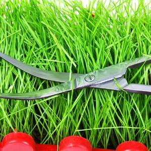 Tijeras Rectas/Curvas <span class=keywords><strong>Aquapro</strong></span>, Tijeras Onduladas, Herramientas para Acuarios, Accesorios para Peceras, Acero Inoxidable 430, para Plantas de Musgo - Product Image 2