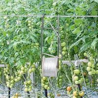Crochet de fixation anti-âge pour serre, pour tomates et concombres, avec ficelle en PP de 15m, 25m, 30m