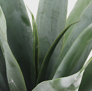 Decorativa árbol <span class=keywords><strong>falso</strong></span> <span class=keywords><strong>Agave</strong></span> venta al por mayor de la fábrica al aire libre árbol 70cm - Product Image 5