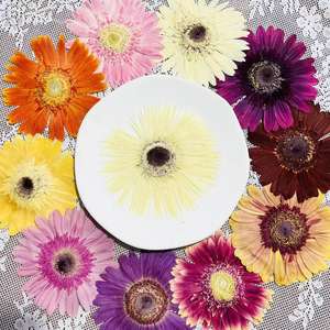 <span class=keywords><strong>Pétalos</strong></span> de Flores Secas Naturales Prensados, Calidad <span class=keywords><strong>Floristería</strong></span>, Materiales para Manualidades, Artesanías Naturales - Product Image 5