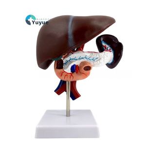 Анатомическая модель, структура кровеносных сосудов для поджелудочной железы печени, двенадцатиперстной кишки, селезенки, для медицинского образования, ПВХ, для школ, медицинских школ - Product Image 1